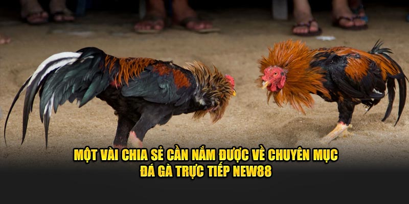 Một vài chia sẻ cần nắm được về chuyên mục đá gà trực tiếp NEW88